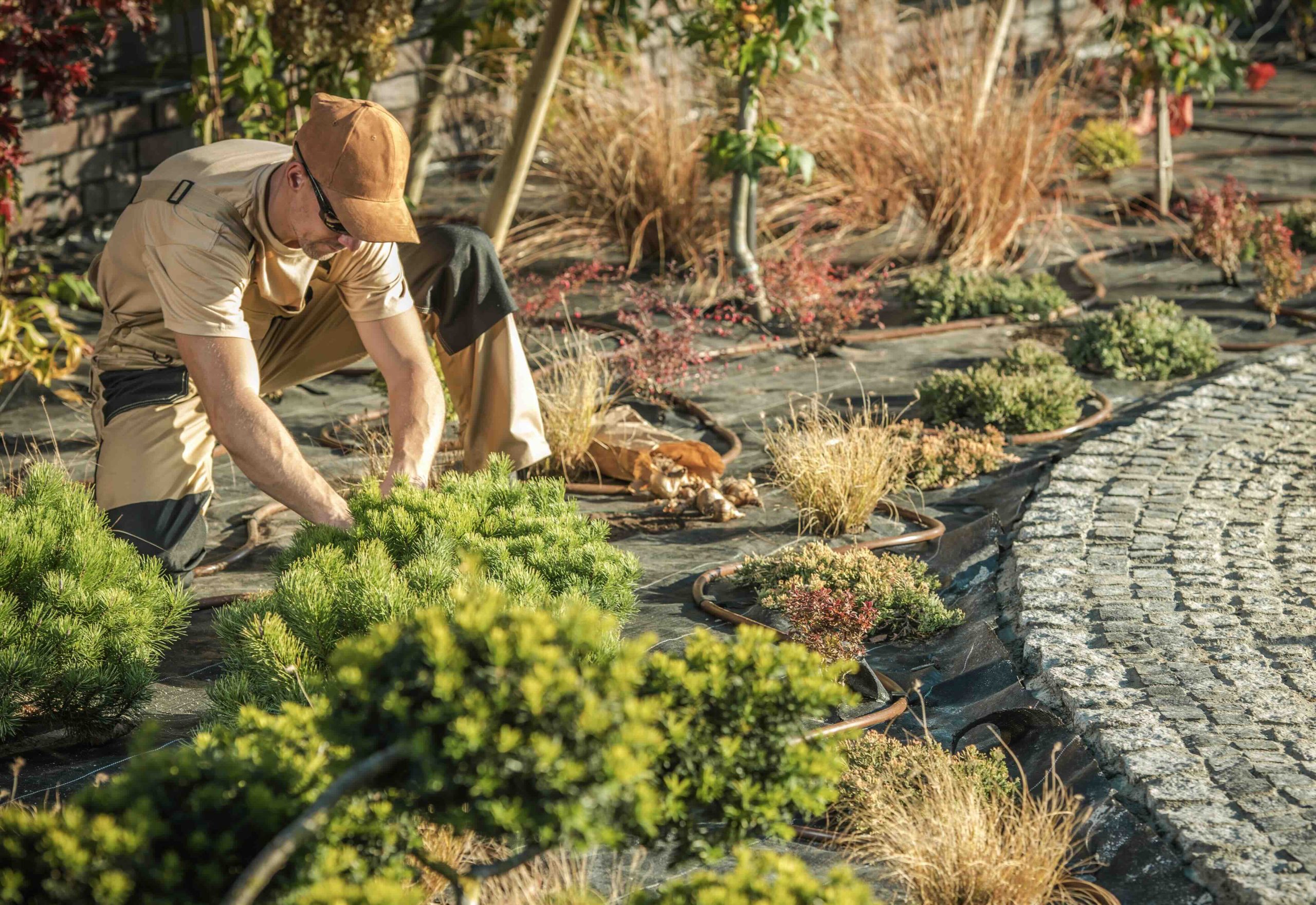 A photo of a man landscaping in a garden in Arizona.